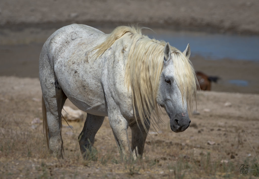 photographs of wild horses, wild horse photographty, onaqui herd of wild horses in Utah&#039;s West Desert, BLM