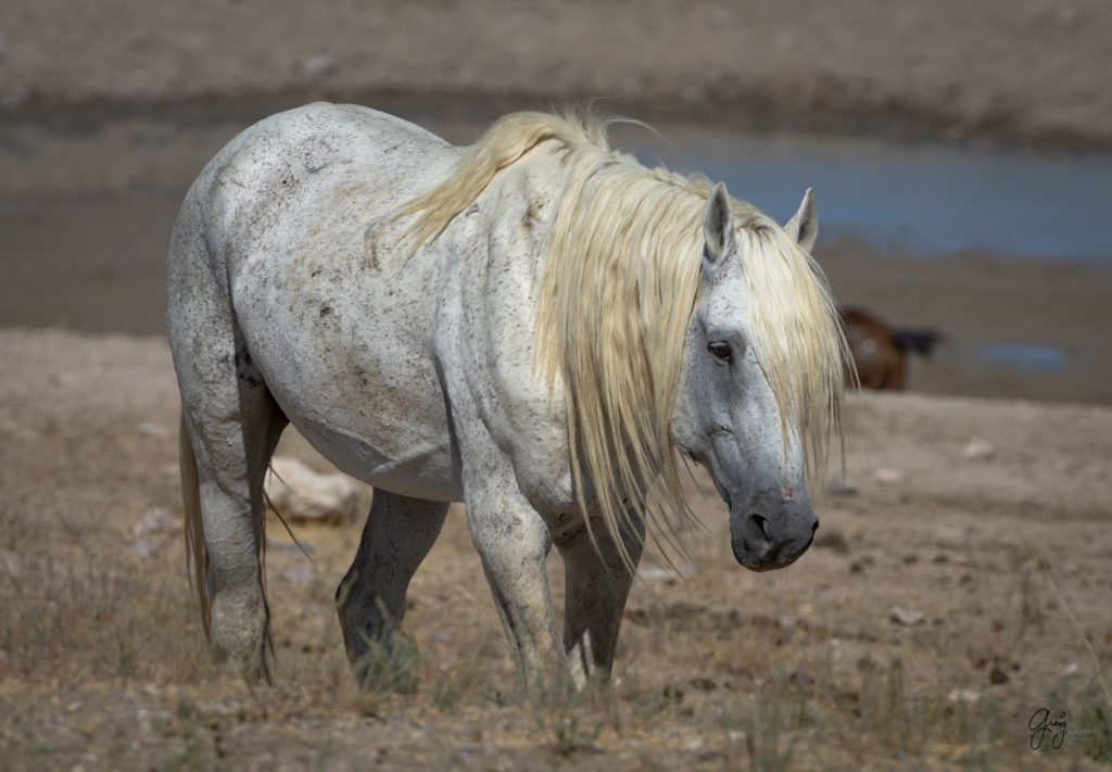 photographs of wild horses, wild horse photographty, onaqui herd of wild horses in Utah's West Desert, BLM