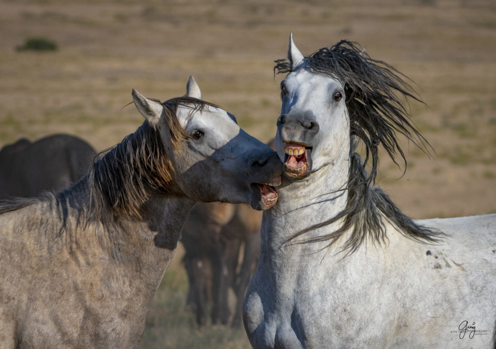 photographs of wild horses, wild horse photographty, onaqui herd of wild horses in Utah&#039;s West Desert, BLM