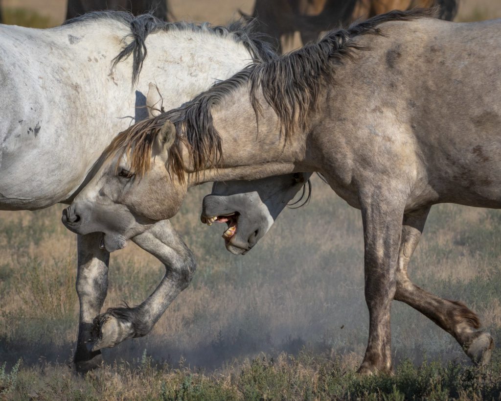 photographs of wild horses, wild horse photographty, onaqui herd of wild horses in Utah&#039;s West Desert, BLM