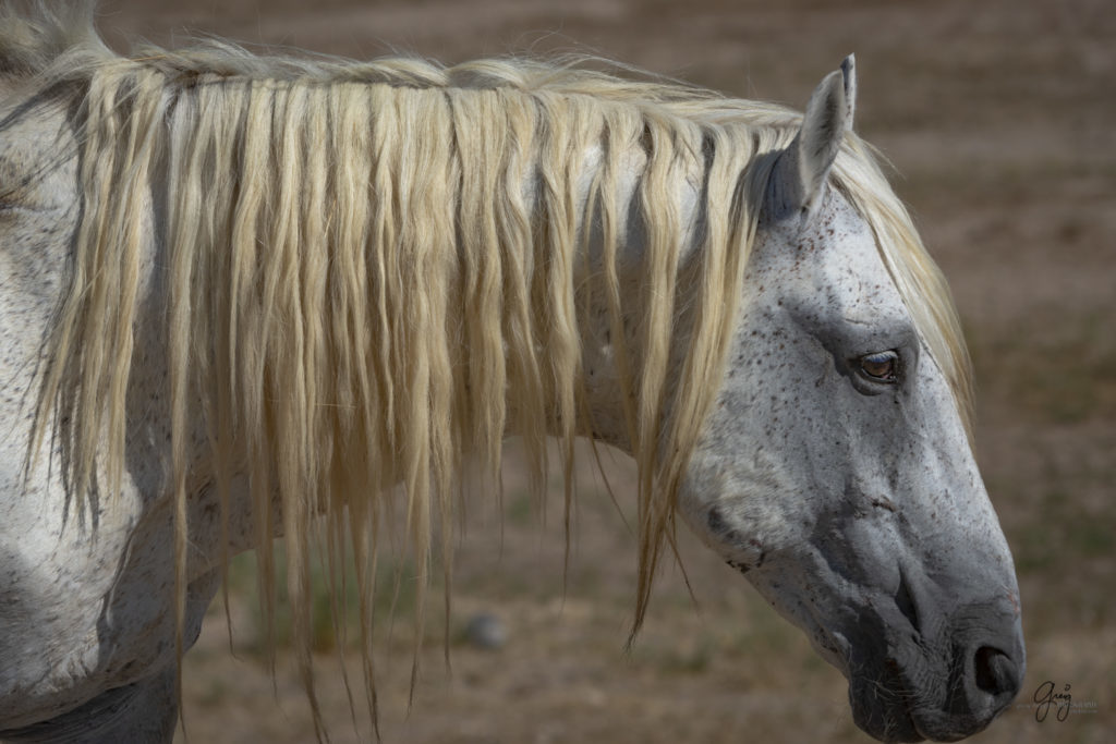 photographs of wild horses, wild horse photographty, onaqui herd of wild horses in Utah&#039;s West Desert, BLM