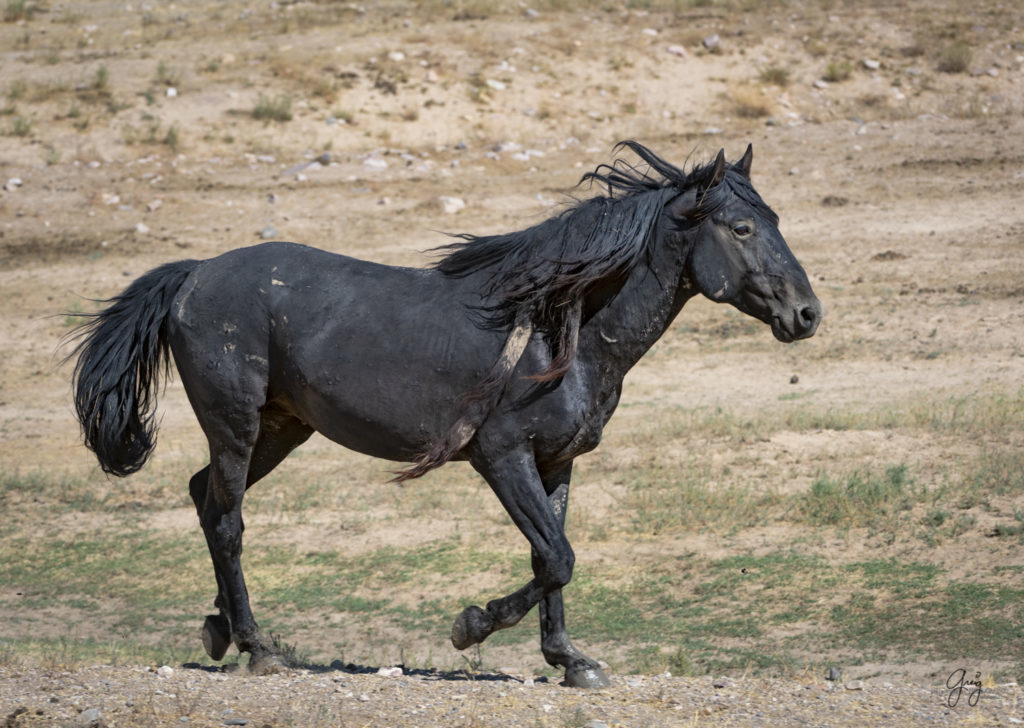 photographs of wild horses, wild horse photographty, onaqui herd of wild horses in Utah&#039;s West Desert, BLM