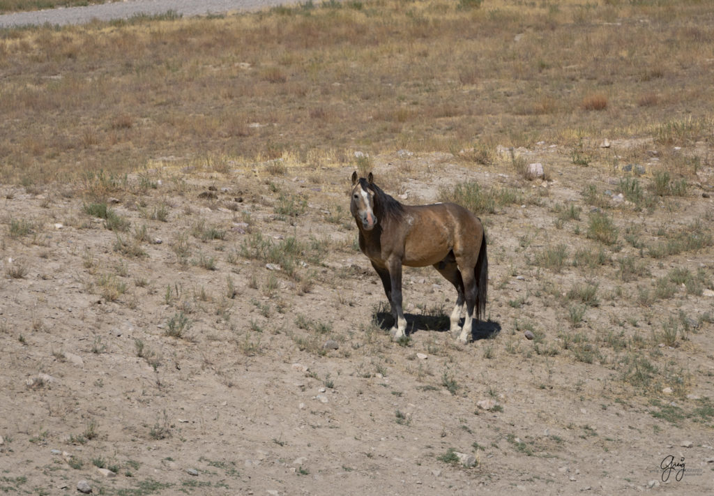 photographs of wild horses, wild horse photographty, onaqui herd of wild horses in Utah&#039;s West Desert, BLM