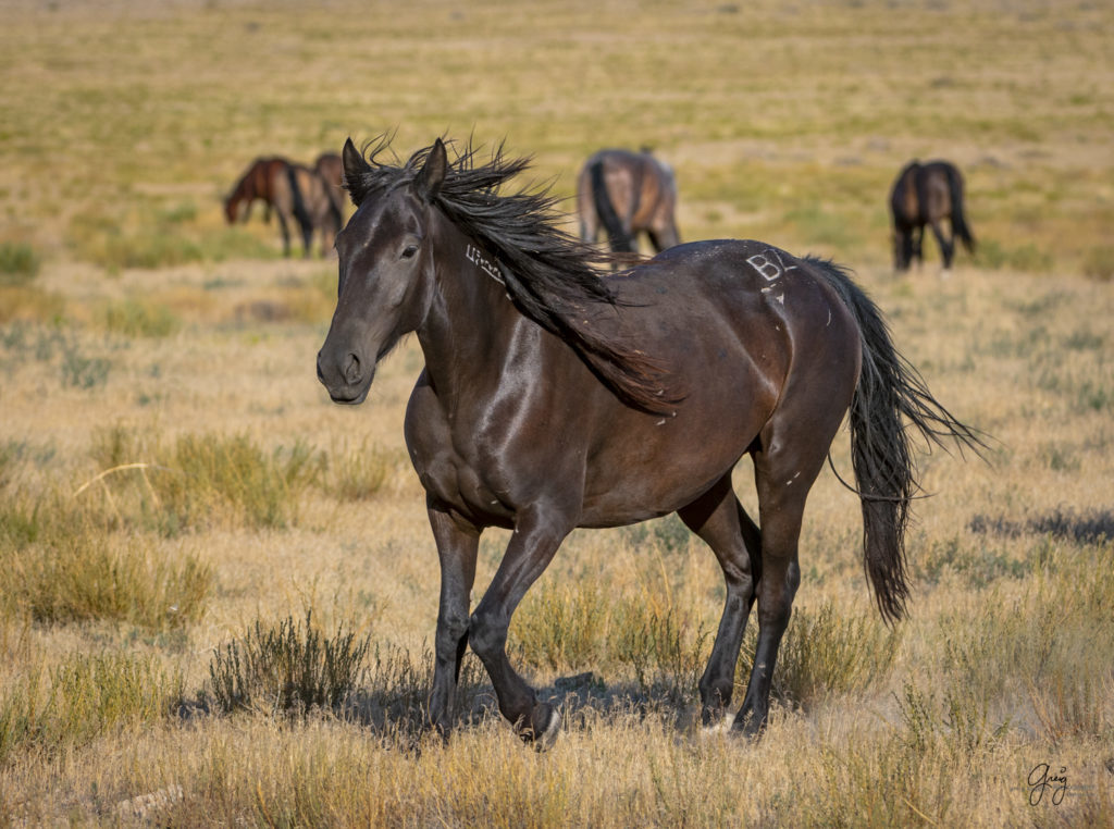 photographs of wild horses, wild horse photographty, onaqui herd of wild horses in Utah&#039;s West Desert, BLM