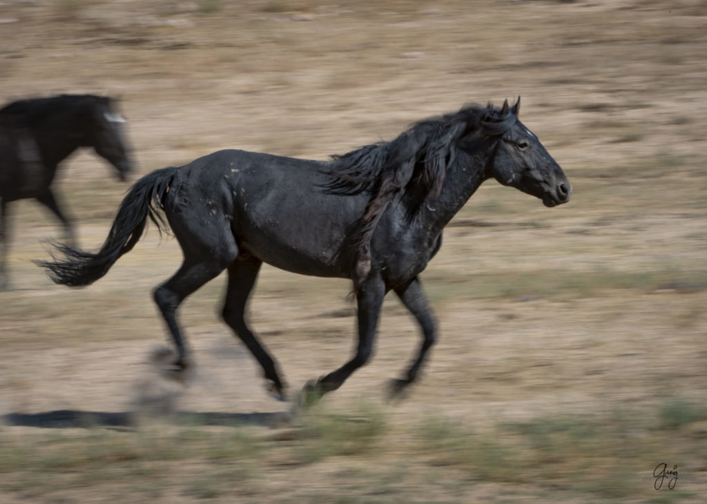 photographs of wild horses, wild horse photographty, onaqui herd of wild horses in Utah&#039;s West Desert, BLM