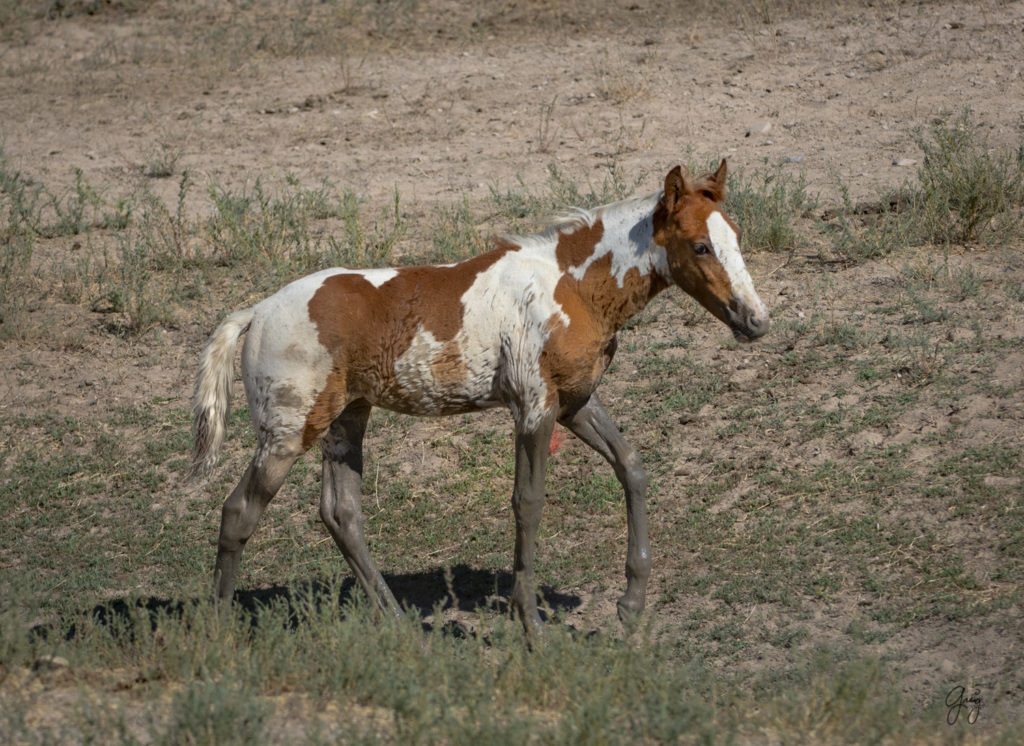 photographs of wild horses, wild horse photographty, onaqui herd of wild horses in Utah&#039;s West Desert, BLM