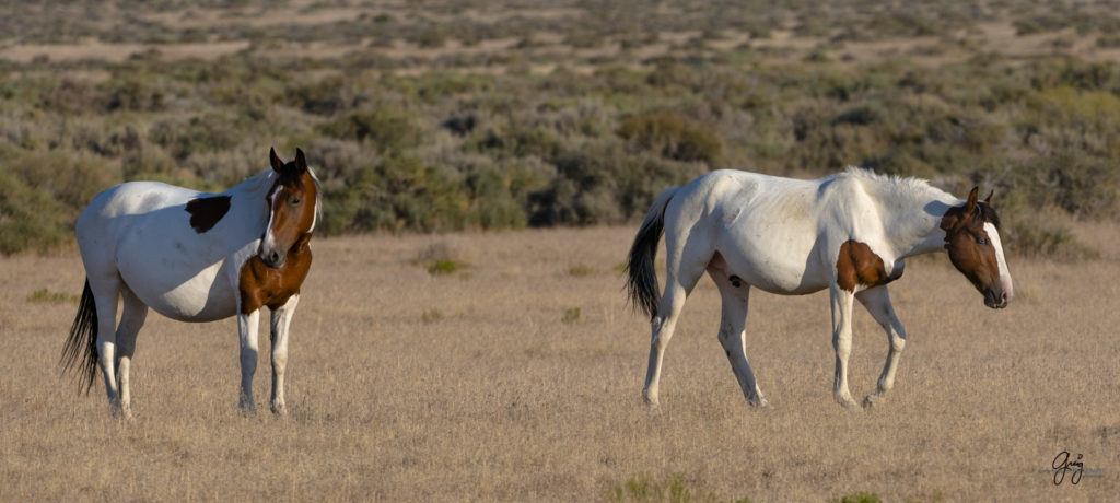 photographs of wild horses, wild horse photographty, onaqui herd of wild horses in Utah&#039;s West Desert, BLM
