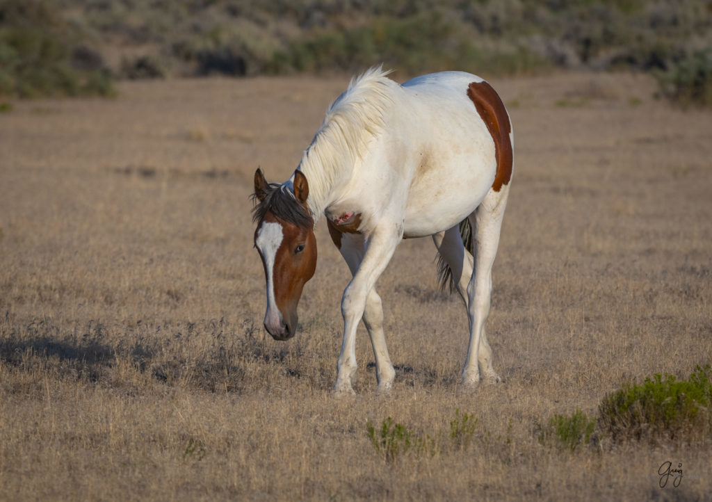 photographs of wild horses, wild horse photographty, onaqui herd of wild horses in Utah&#039;s West Desert, BLM