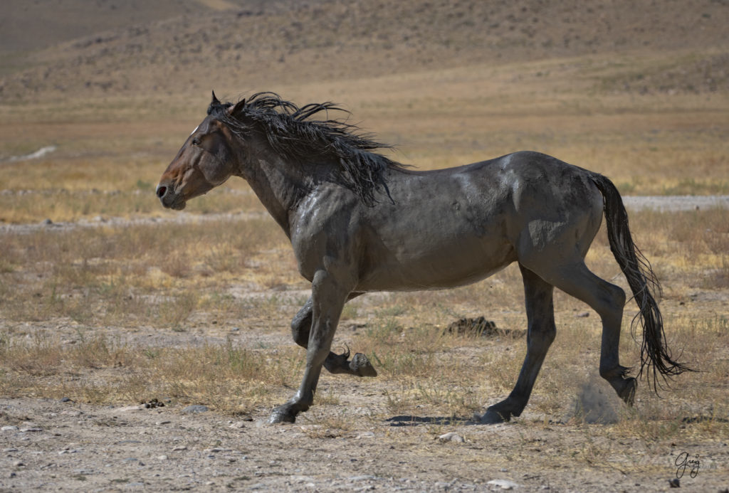 photographs of wild horses, wild horse photographty, onaqui herd of wild horses in Utah&#039;s West Desert, BLM