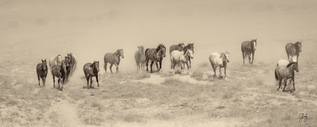 photographs of wild horses, wild horse photographty, onaqui herd of wild horses in Utah&#039;s West Desert, BLM