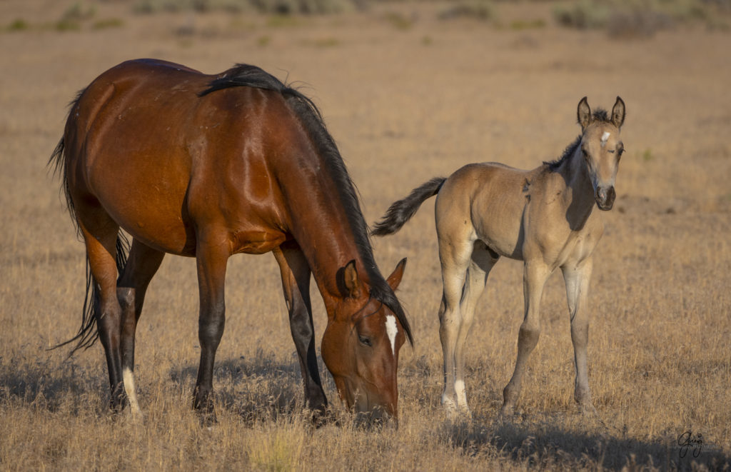 photographs of wild horses, wild horse photographty, onaqui herd of wild horses in Utah&#039;s West Desert, BLM