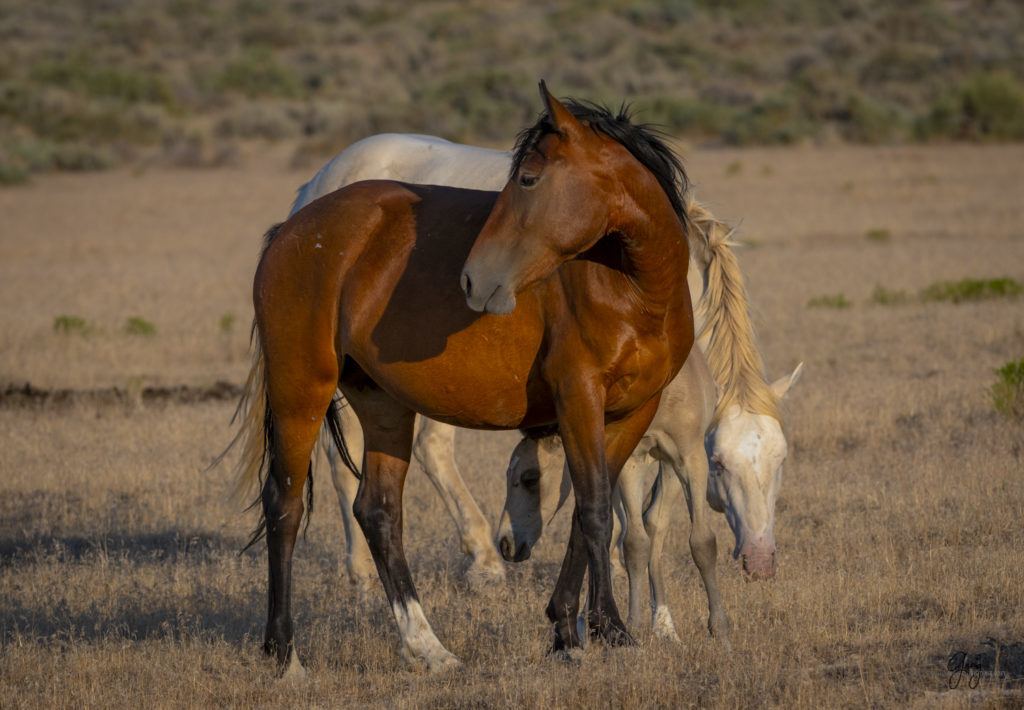 photographs of wild horses, wild horse photographty, onaqui herd of wild horses in Utah&#039;s West Desert, BLM