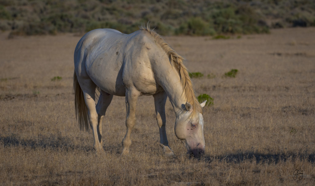 photographs of wild horses, wild horse photographty, onaqui herd of wild horses in Utah&#039;s West Desert, BLM