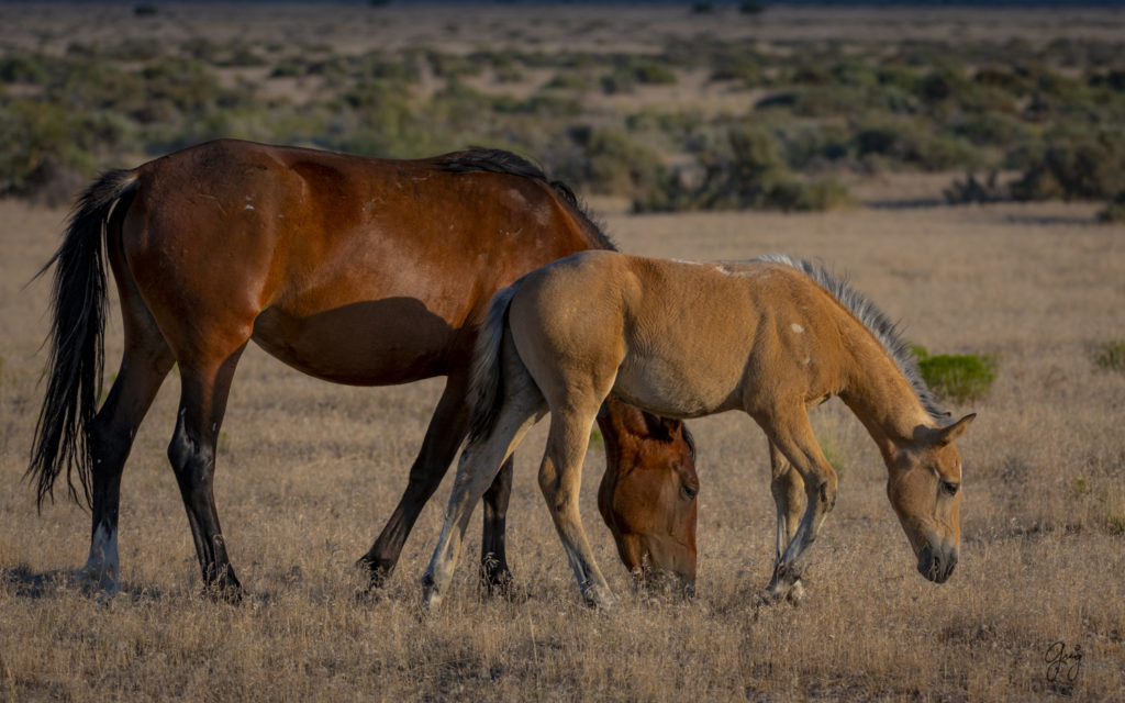 photographs of wild horses, wild horse photographty, onaqui herd of wild horses in Utah&#039;s West Desert, BLM