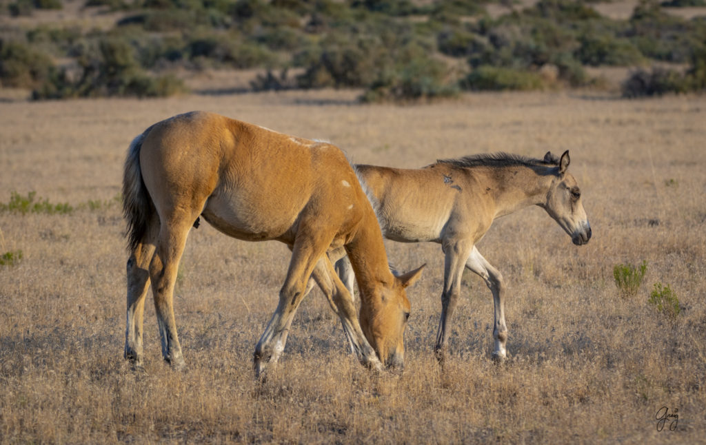 photographs of wild horses, wild horse photographty, onaqui herd of wild horses in Utah&#039;s West Desert, BLM