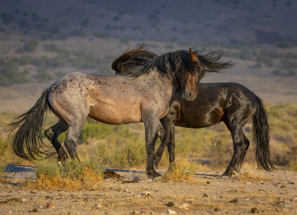 photographs of wild horses, wild horse photographty, onaqui herd of wild horses in Utah's West Desert, BLM