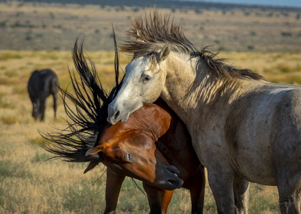 photographs of wild horses, wild horse photographty, onaqui herd of wild horses in Utah's West Desert, BLM