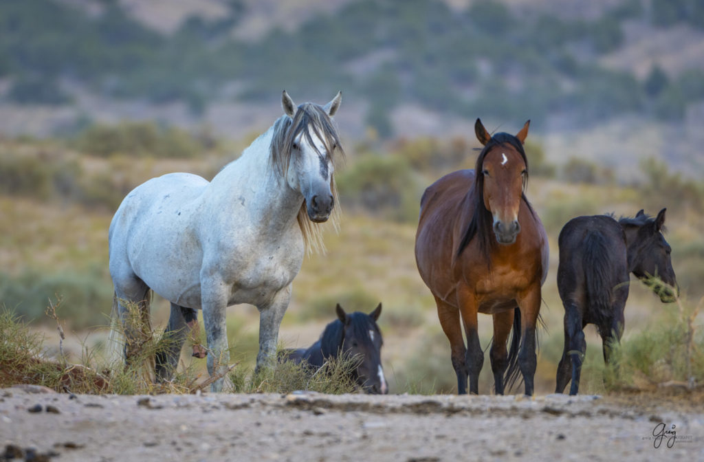 photographs of wild horses, wild horse photographty, onaqui herd of wild horses in Utah&#039;s West Desert, BLM