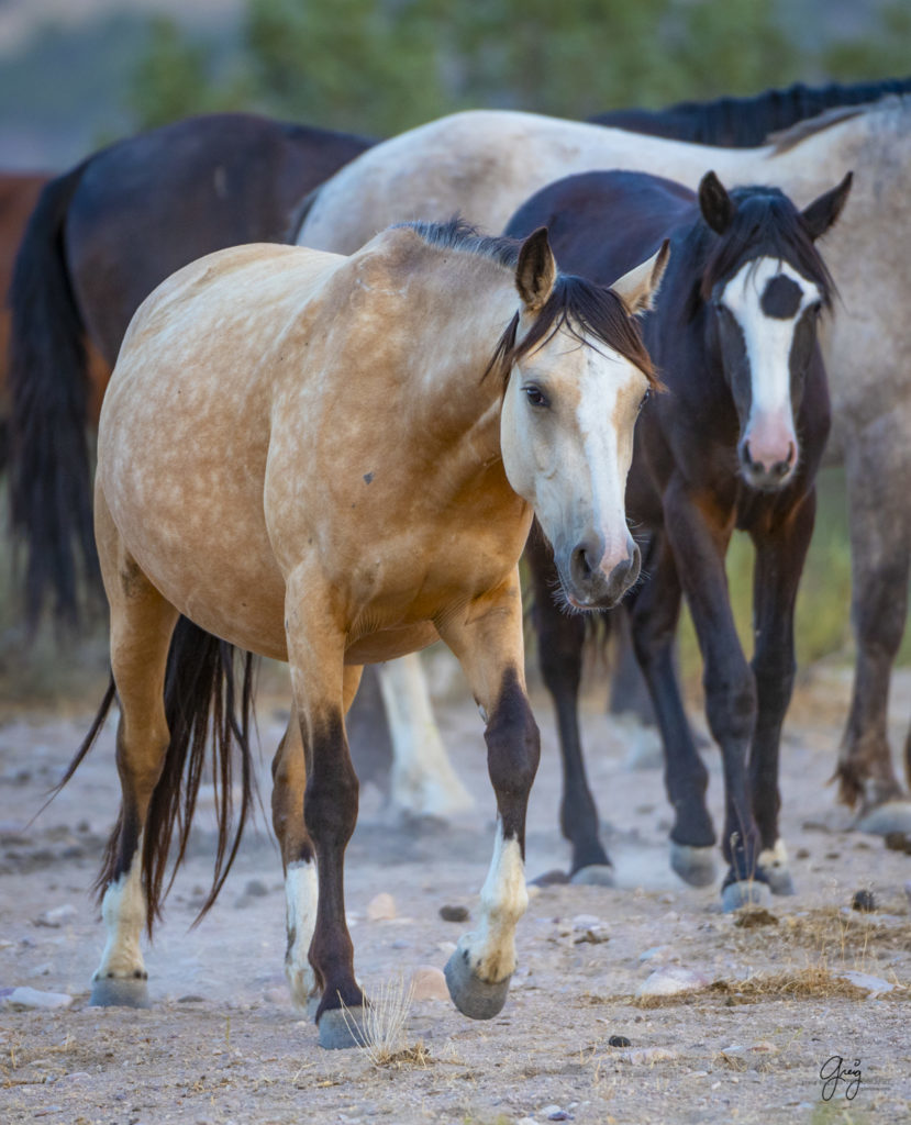 photographs of wild horses, wild horse photographty, onaqui herd of wild horses in Utah&#039;s West Desert, BLM