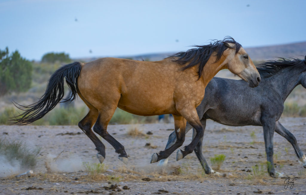 photographs of wild horses, wild horse photographty, onaqui herd of wild horses in Utah&#039;s West Desert, BLM