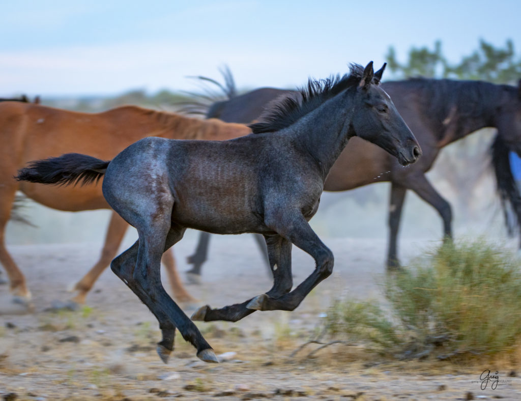 photographs of wild horses, wild horse photographty, onaqui herd of wild horses in Utah's West Desert, BLM