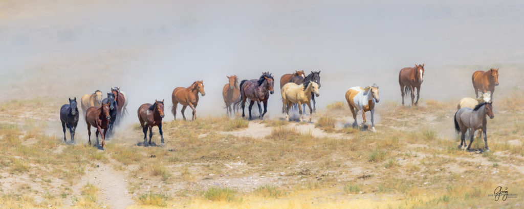 photographs of wild horses, wild horse photographty, onaqui herd of wild horses in Utah&#039;s West Desert, BLM