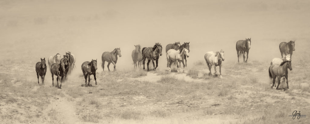 photographs of wild horses, wild horse photographty, onaqui herd of wild horses in Utah&#039;s West Desert, BLM