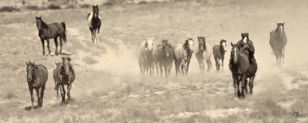photographs of wild horses, wild horse photographty, onaqui herd of wild horses in Utah&#039;s West Desert, BLM
