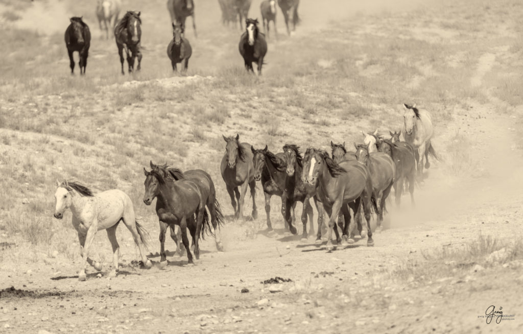 photographs of wild horses, wild horse photographty, onaqui herd of wild horses in Utah&#039;s West Desert, BLM