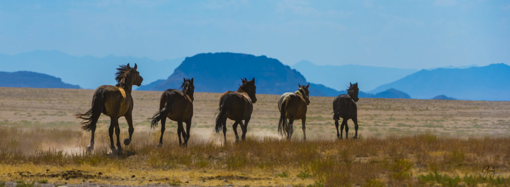 photographs of wild horses, wild horse photographty, onaqui herd of wild horses in Utah&#039;s West Desert, BLM