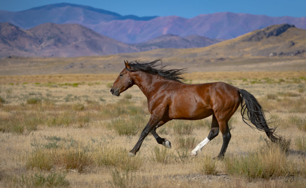 photographs of wild horses, wild horse photographty, onaqui herd of wild horses in Utah&#039;s West Desert, BLM