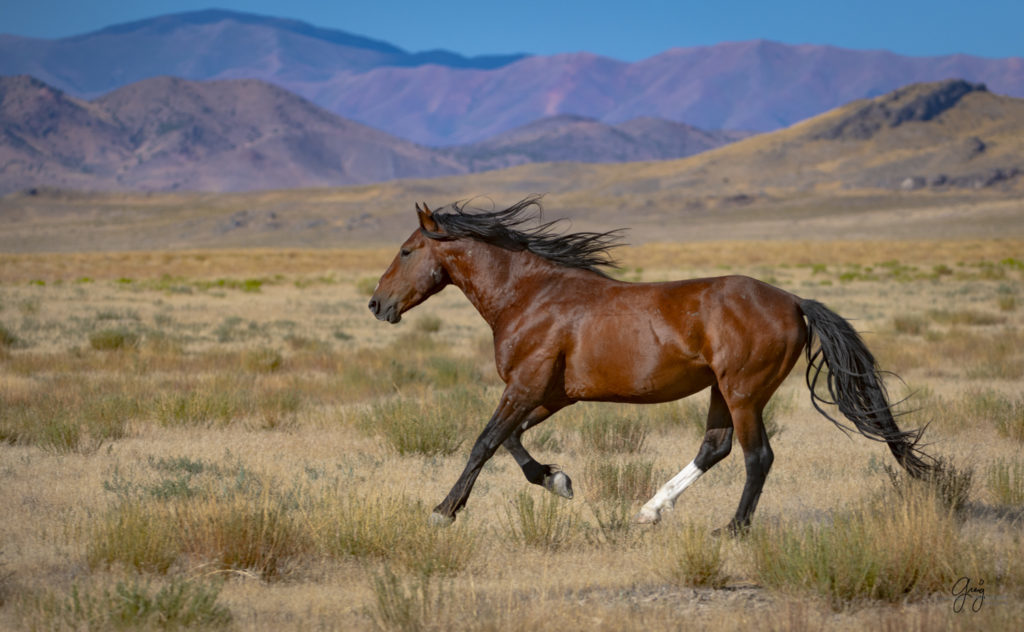 photographs of wild horses, wild horse photographty, onaqui herd of wild horses in Utah's West Desert, BLM