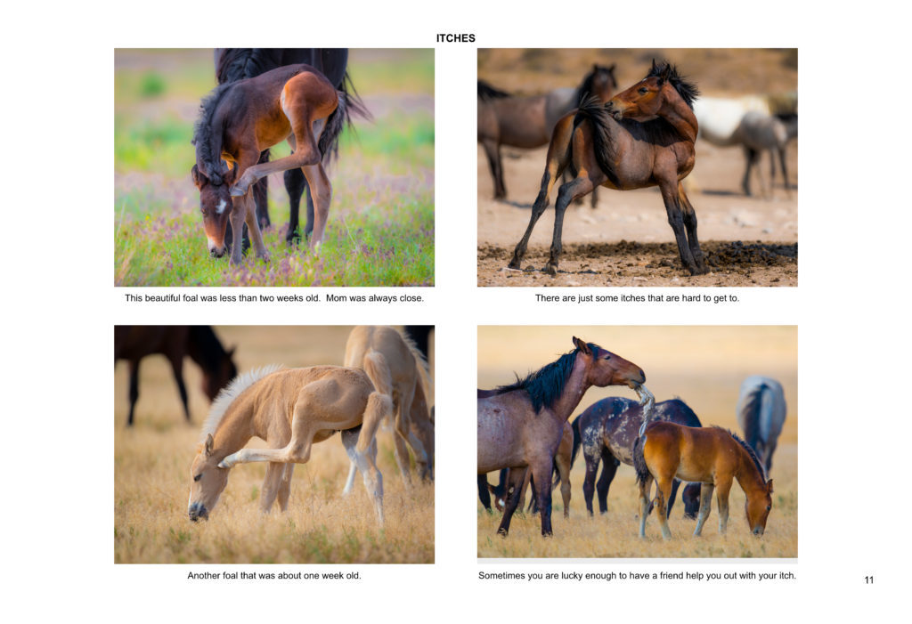 Ebook containing over 70 high-resolution photographs of the Onaqui Herd of wild horses located in Utah&#039;s West Desert.  This is an intimate look into this unique herd of magnificent wild horses.