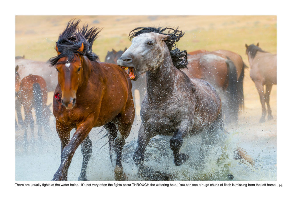 Ebook containing over 70 high-resolution photographs of the Onaqui Herd of wild horses located in Utah&#039;s West Desert.  This is an intimate look into this unique herd of magnificent wild horses.