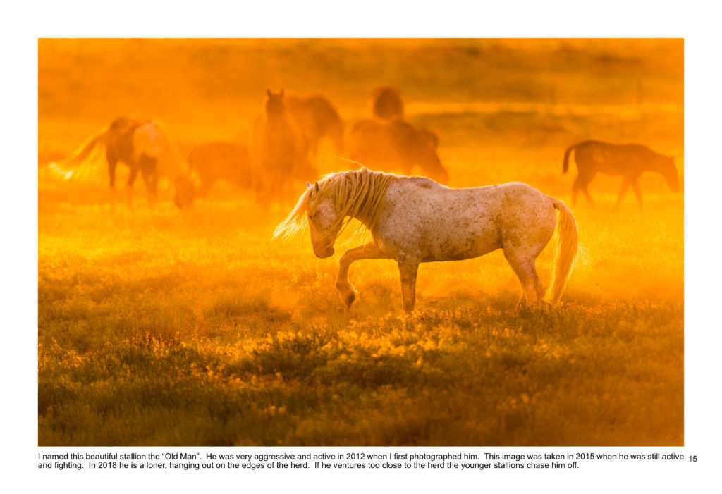 Ebook containing over 70 high-resolution photographs of the Onaqui Herd of wild horses located in Utah&#039;s West Desert.  This is an intimate look into this unique herd of magnificent wild horses.