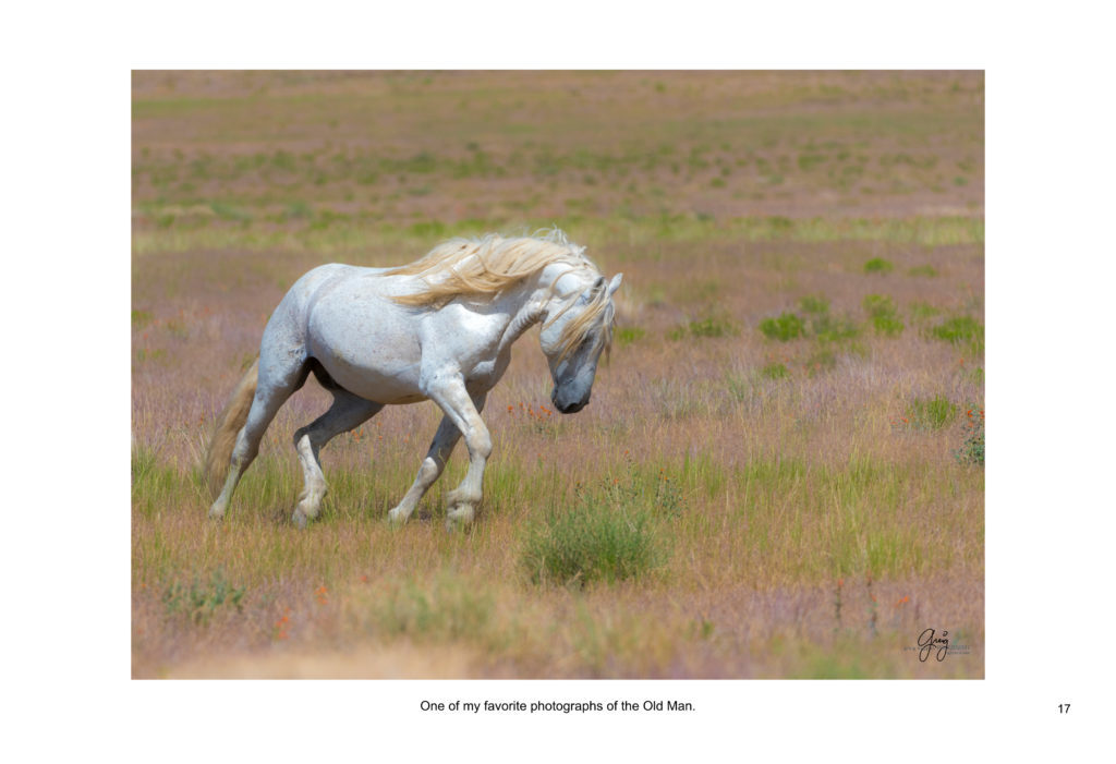 Ebook containing over 70 high-resolution photographs of the Onaqui Herd of wild horses located in Utah&#039;s West Desert.  This is an intimate look into this unique herd of magnificent wild horses.