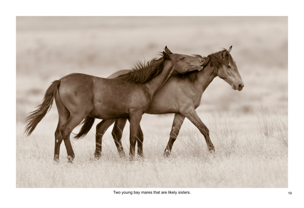 Ebook containing over 70 high-resolution photographs of the Onaqui Herd of wild horses located in Utah's West Desert.  This is an intimate look into this unique herd of magnificent wild horses.