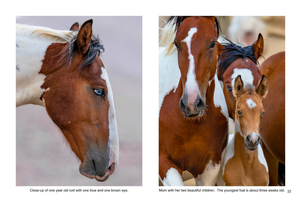 Ebook containing over 70 high-resolution photographs of the Onaqui Herd of wild horses located in Utah's West Desert.  This is an intimate look into this unique herd of magnificent wild horses.