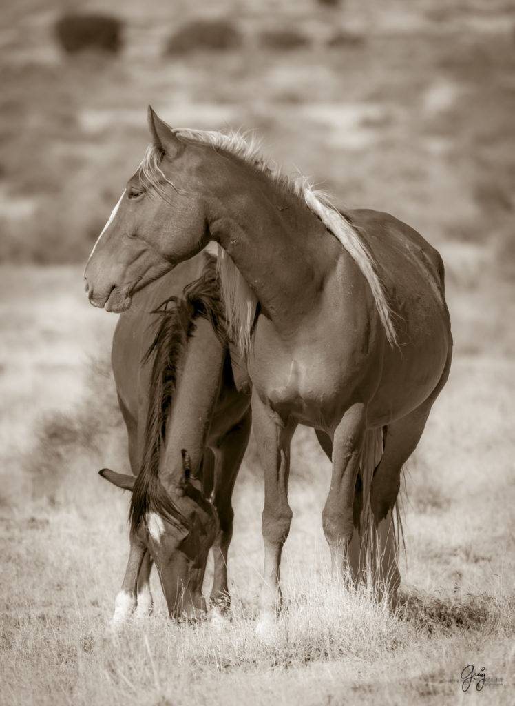 wild horses, wild horse photography, photography of wild horses, fine art photography of wild horses, Onaqui wild horses, equine photography, wild mustangs, wild horses, wild stallions, utah wild horses