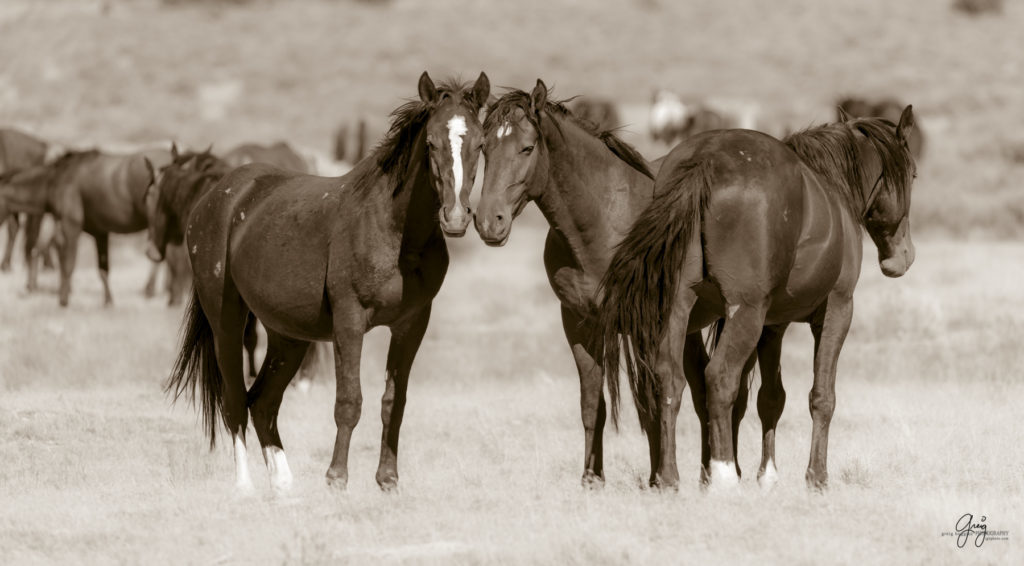 wild horses, wild horse photography, photography of wild horses, fine art photography of wild horses, Onaqui wild horses, equine photography, wild mustangs, wild horses, wild stallions, utah wild horses