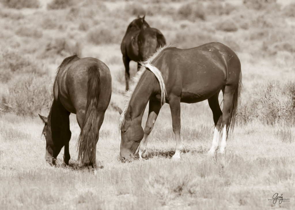 wild horses, wild horse photography, photography of wild horses, fine art photography of wild horses, Onaqui wild horses, equine photography, wild mustangs, wild horses, wild stallions, utah wild horses