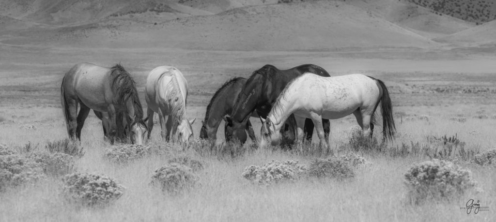 wild horses, wild horse photography, photography of wild horses, fine art photography of wild horses, Onaqui wild horses, equine photography, wild mustangs, wild horses, wild stallions, utah wild horses