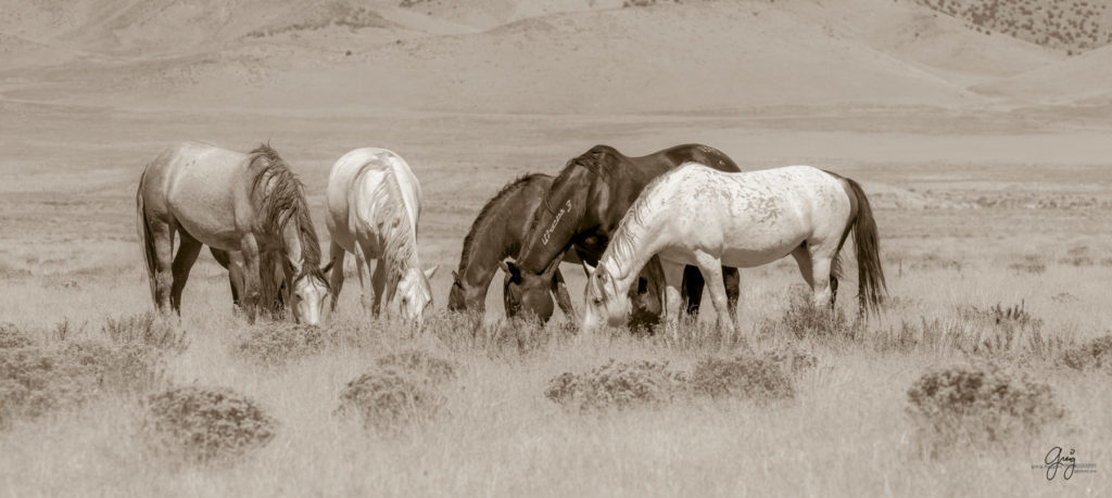 wild horses, wild horse photography, photography of wild horses, fine art photography of wild horses, Onaqui wild horses, equine photography, wild mustangs, wild horses, wild stallions, utah wild horses