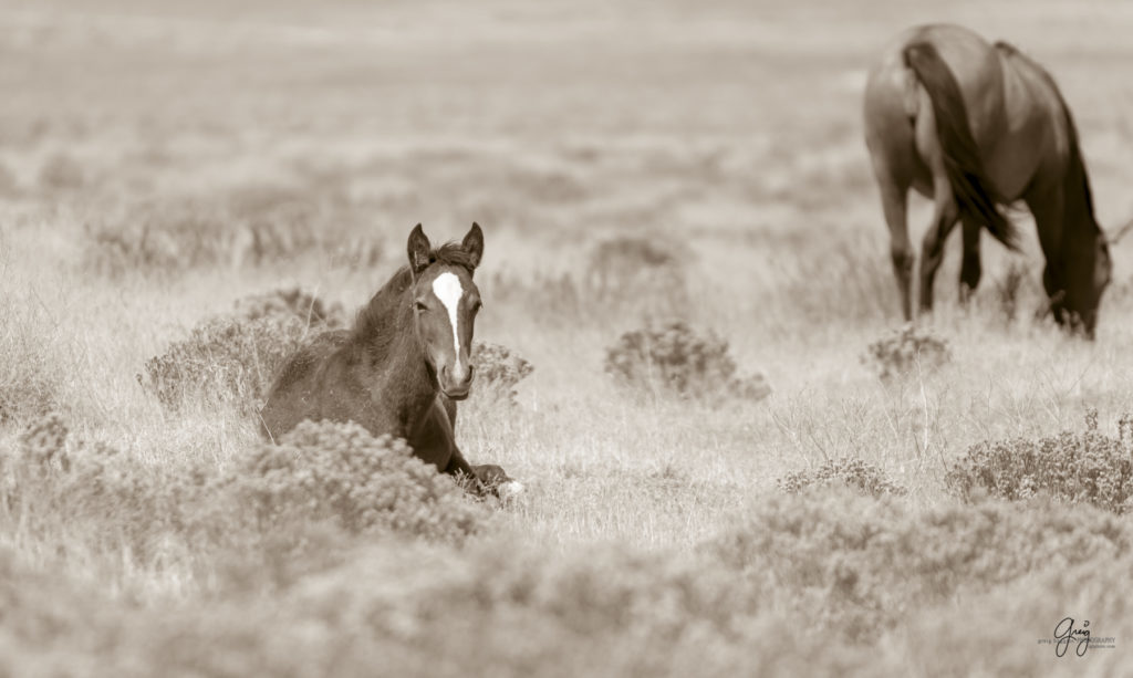 wild horses, wild horse photography, photography of wild horses, fine art photography of wild horses, Onaqui wild horses, equine photography, wild mustangs, wild horses, wild stallions, utah wild horses