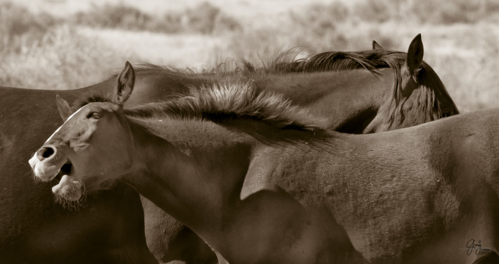 wild horses, wild horse photography, photography of wild horses, fine art photography of wild horses, Onaqui wild horses, equine photography, wild mustangs, wild horses, wild stallions, utah wild horses