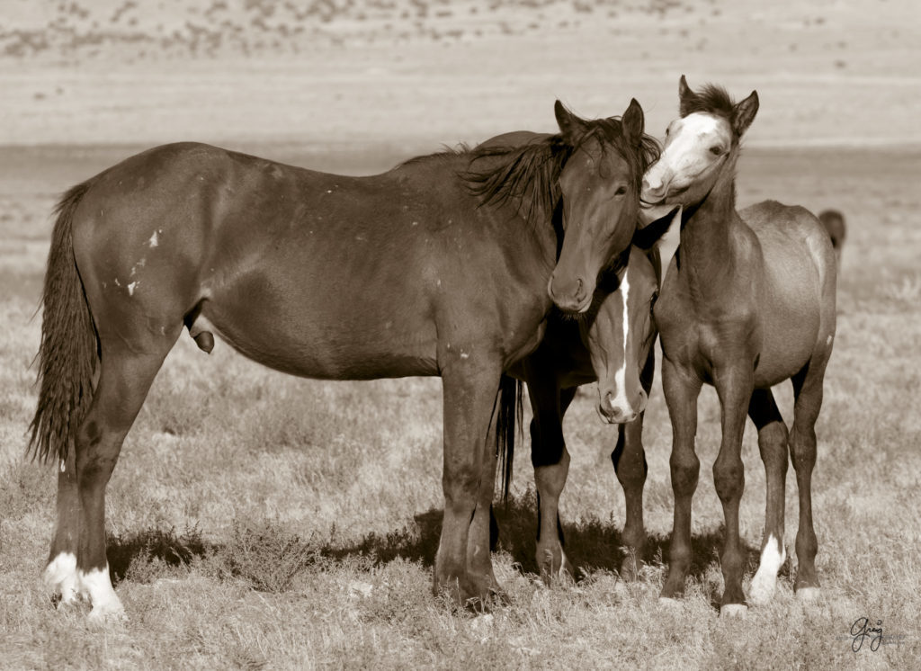 wild horses, wild horse photography, photography of wild horses, fine art photography of wild horses, Onaqui wild horses, equine photography, wild mustangs, wild horses, wild stallions, utah wild horses