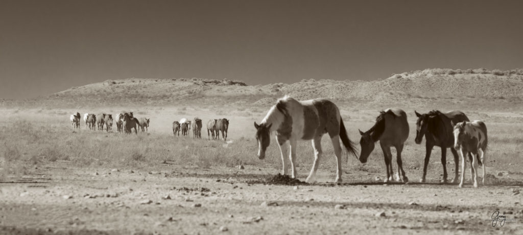 wild horses at sunset, Photography of wild horses, wild horse photography, wild horses, utah wild horses, ebook wild horses, wild horse book, book on wild horses, wildlife photography, wild horse stallions, wild horse colts, wild horse foal, wild horses running