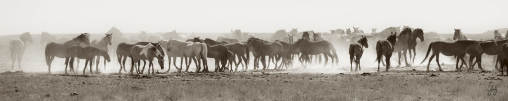 wild horses at sunset, Photography of wild horses, wild horse photography, wild horses, utah wild horses, ebook wild horses, wild horse book, book on wild horses, wildlife photography, wild horse stallions, wild horse colts, wild horse foal, wild horses running