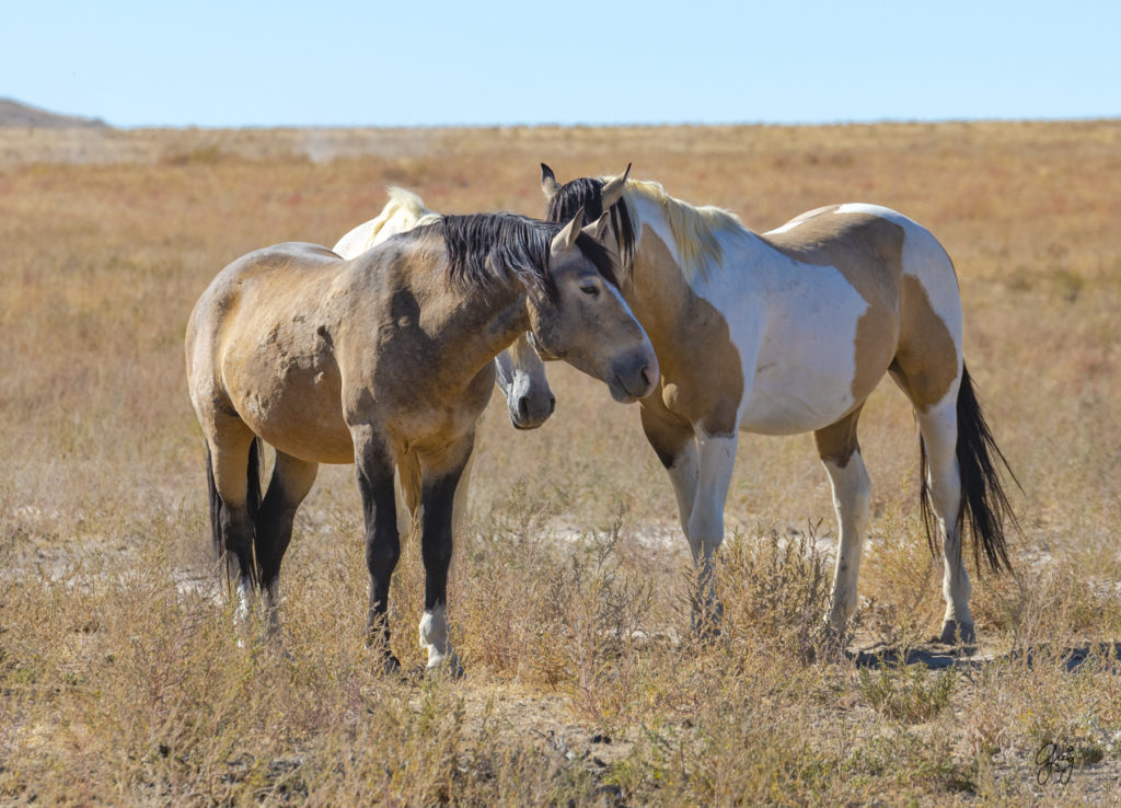 wild horses at sunset, Photography of wild horses, wild horse photography, wild horses, utah wild horses, ebook wild horses, wild horse book, book on wild horses, wildlife photography, wild horse stallions, wild horse colts, wild horse foal, wild horses running