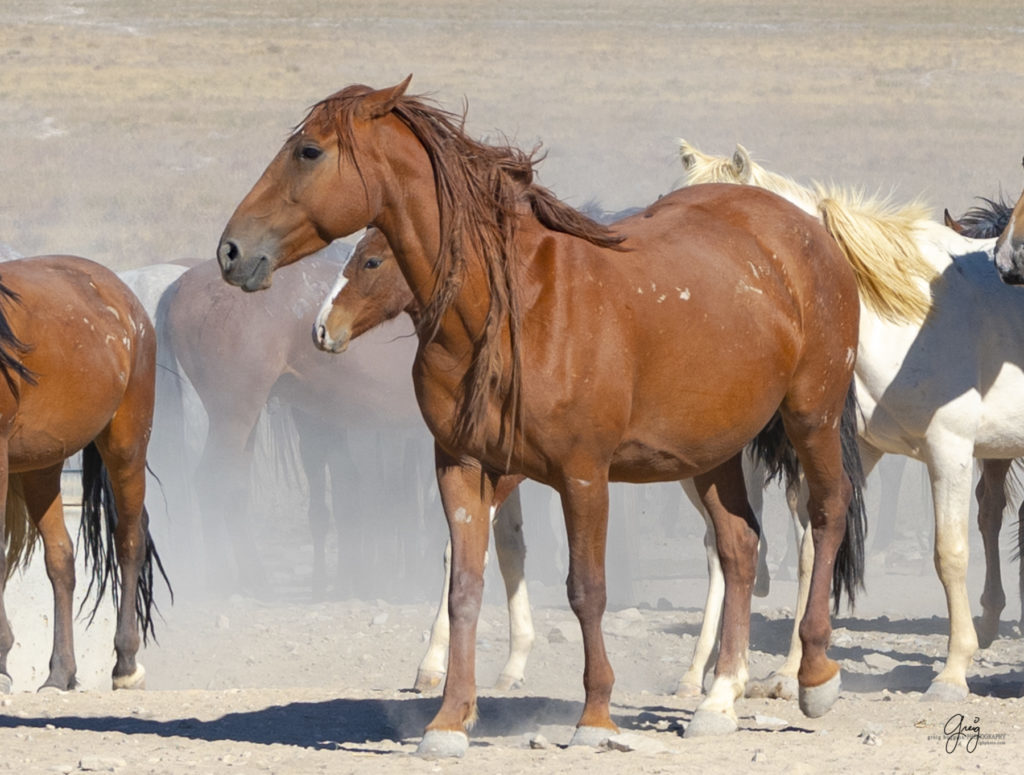 wild horses at sunset, Photography of wild horses, wild horse photography, wild horses, utah wild horses, ebook wild horses, wild horse book, book on wild horses, wildlife photography, wild horse stallions, wild horse colts, wild horse foal, wild horses running